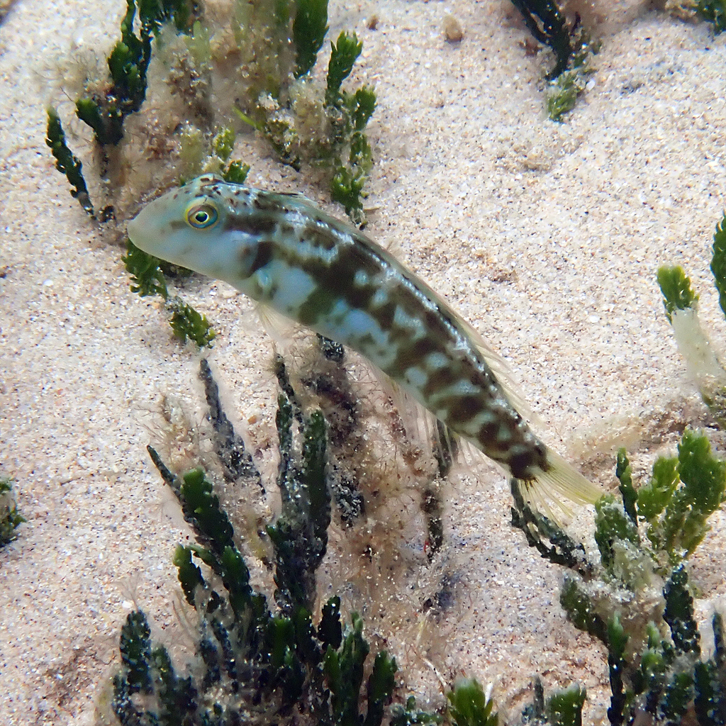 Knife Razorfish