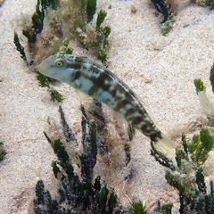 Knife Razorfish photo 2