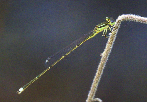Furtive Forktail photo 3