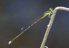 Ischnura prognata
