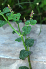Coleus monostachyus