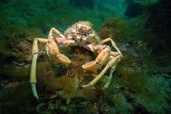 Leptomithrax gaimardii