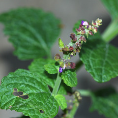 Coleus monostachyus