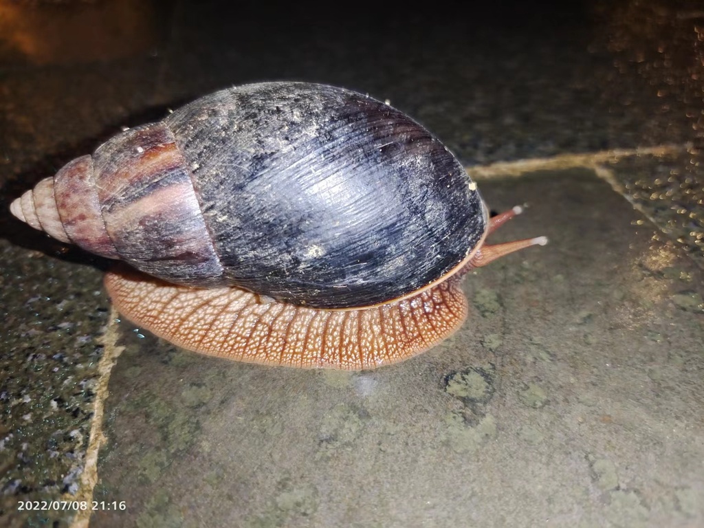 Giant Blonde Snail from 中国海南省五指山市 on July 8, 2022 at 09:43 PM by meraci ...