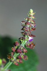 Coleus monostachyus
