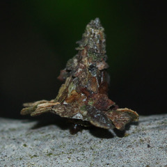 Pagodiella