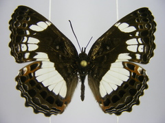 Neptidopsis ophione nucleata