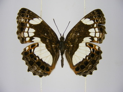 Neptidopsis ophione nucleata