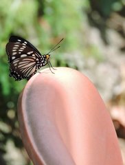 Euripus nyctelius