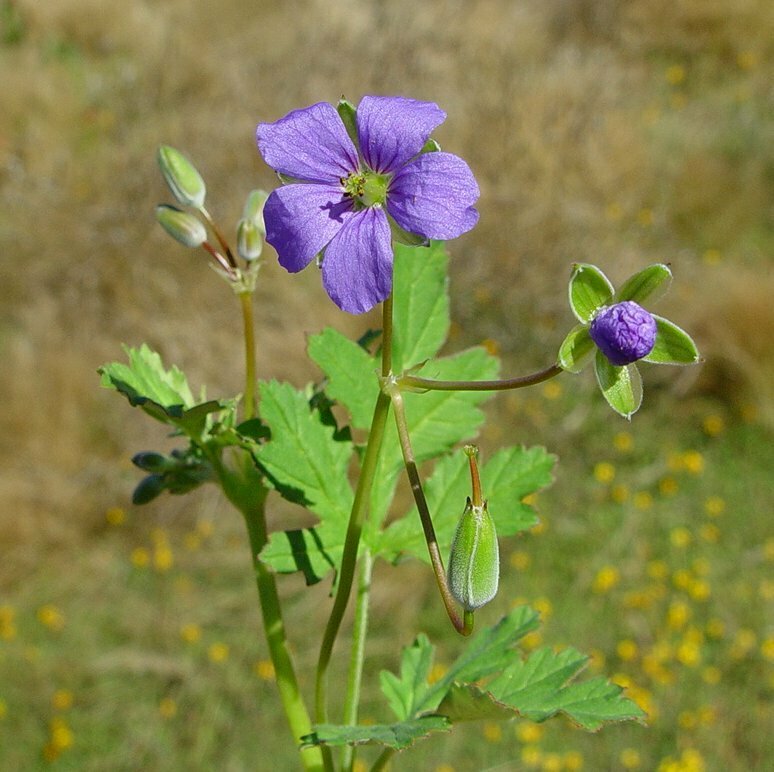 Western Stork's-bill