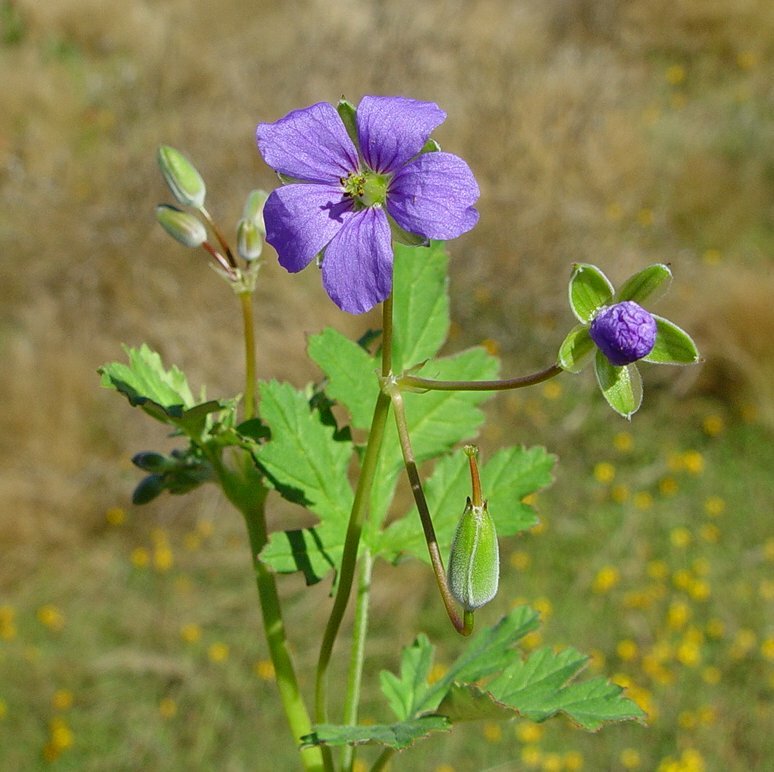 Erodium cygnorum