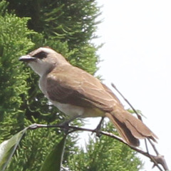 Pycnonotus goiavier