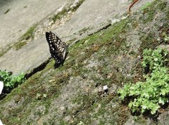 Euripus nyctelius