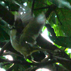 Pycnonotus goiavier