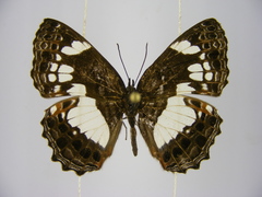 Neptidopsis ophione nucleata