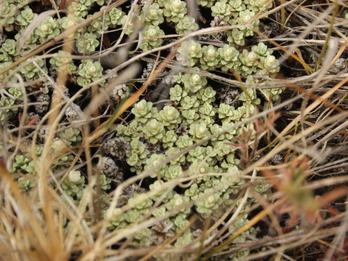 Image of Raoulia parkii by (c) Joe Dillon, some rights reserved (CC BY)