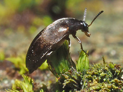 Anaspis rufilabris