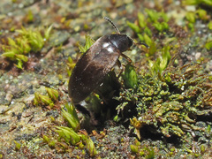 Anaspis rufilabris