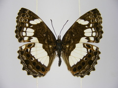 Neptidopsis ophione nucleata