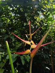 Heliconia latispatha image