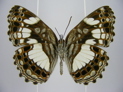 Neptidopsis ophione nucleata