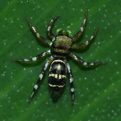 Cosmophasis thalassina