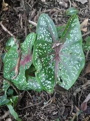 Caladium bicolor image