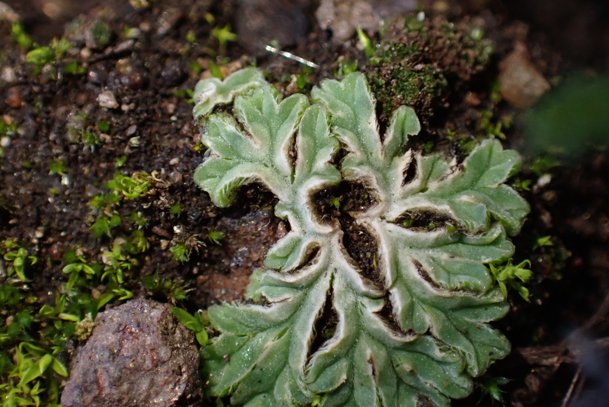 Riccia lamellosa