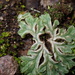 Thallose Liverwort - Photo (c) nathantay, some rights reserved (CC BY-NC)