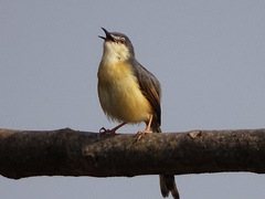 Prinia socialis