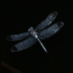 Zyxomma obtusum