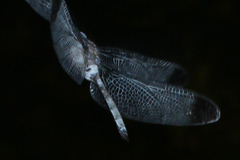 Zyxomma obtusum
