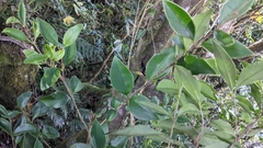 Ligustrum liukiuense, photograph (c) 許文俊, some rights reserved (CC BY-SA)