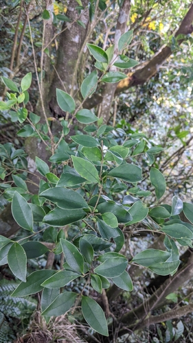 Ligustrum liukiuense, photograph 5