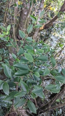 Ligustrum liukiuense, photograph (c) 許文俊, some rights reserved (CC BY-SA)