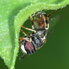 Syrphidae