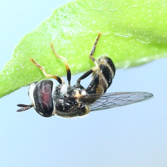Syrphidae