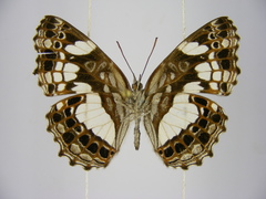 Neptidopsis ophione nucleata