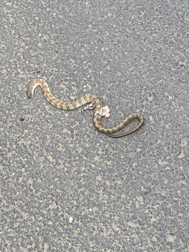 Tiger Snake sighting