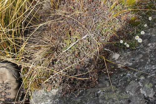 Image of Acaena caesiiglauca by (c) Joe Dillon, some rights reserved (CC BY)
