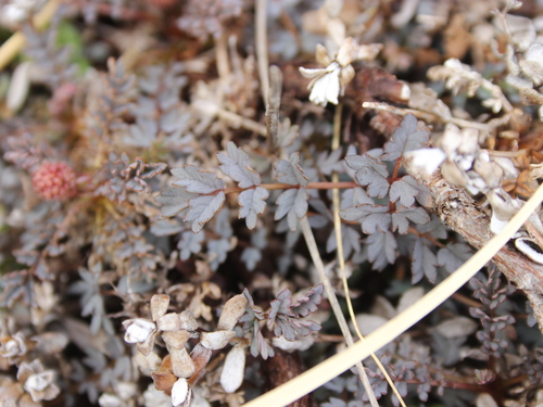 Image of Acaena caesiiglauca by (c) Joe Dillon, some rights reserved (CC BY)