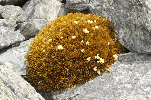 Aciphylla simplex, photograph 6