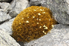 Aciphylla simplex, photograph (c) Joe Dillon, some rights reserved (CC BY)