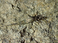 Petrobiinae