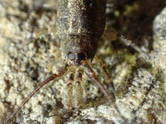 Petrobiinae