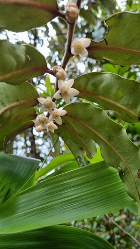 Diospyros macrocarpa observed 2023-12-10