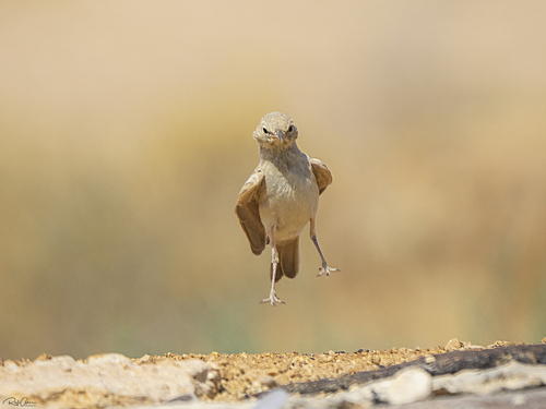 Desert Lark