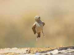 Desert Lark