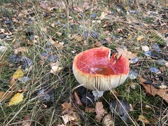 Amanita muscaria
