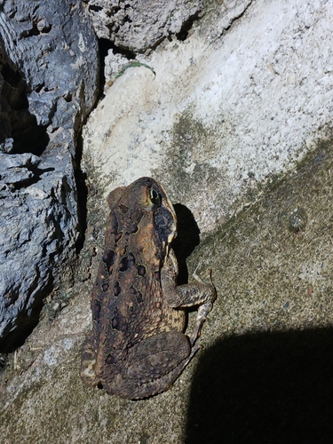 Rhinella marina observed 2023-12-09